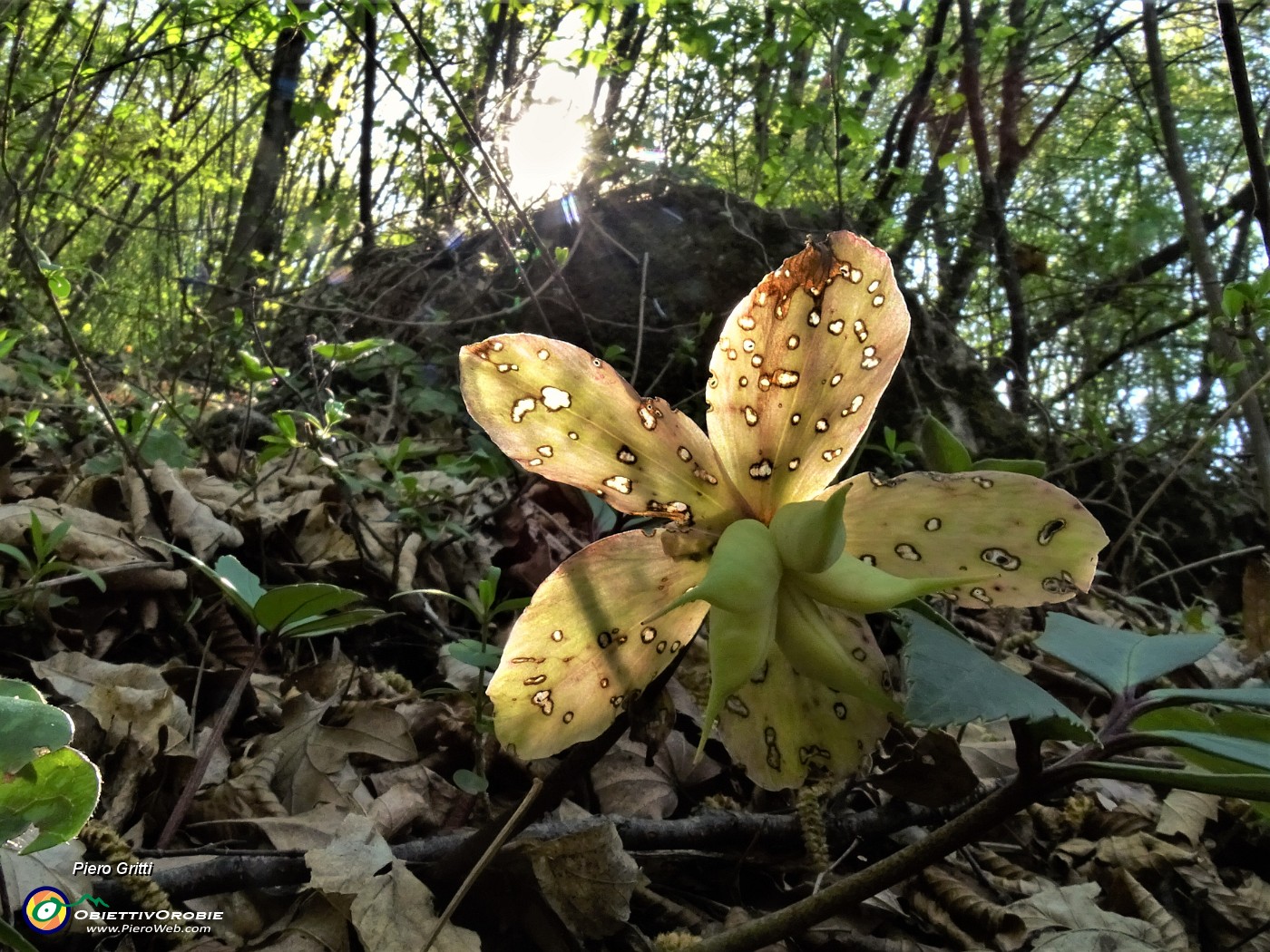 24 Elleborus niger (Elleboro) in avanzata fruttescenza .JPG